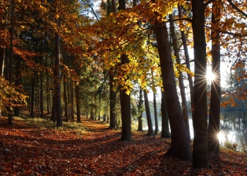 autumn- Kodl68.jpg