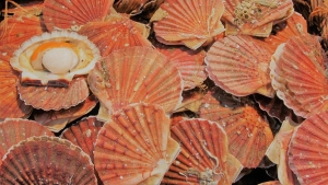 coquilles-saint-jacques-2681146_1280.jpg